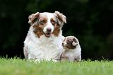 BERGER AUSTRALIEN - ADULT & PUPPY 101